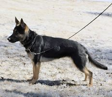 France vom Heulenfelsen
Schäfer (korthåret)
3. Mar 2024
