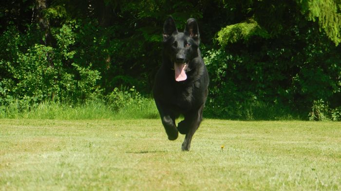 Alex vom Grumbacher Wald
German Shepherd (short-haired)
31. Oct 2017