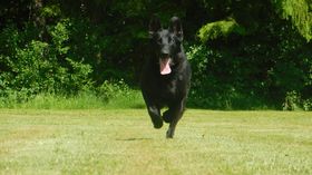 Alex vom Grumbacher Wald
German Shepherd (short-haired)
31. Oct 2017