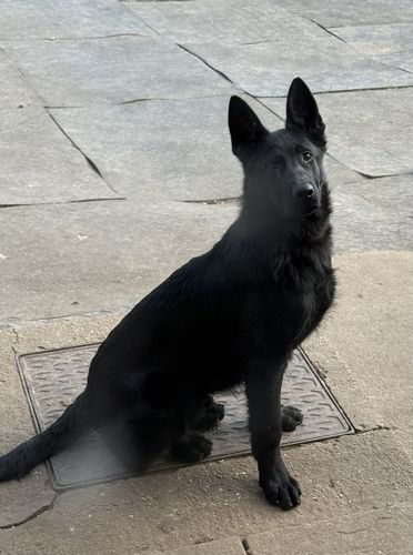Daleer Judge
German Shepherd (short-haired)
14. Sep 2024