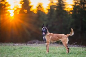 E.T. Clever Fox
Belgian Shepherd (Malinois)
2. Apr 2023