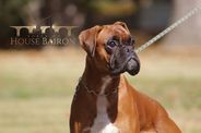 Dominica of House Bairon