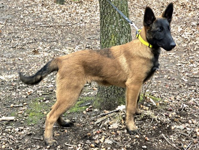 Yaris Mi-Ji
Belgian Shepherd Dog (Malinois)
29. Nov 2024