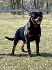 Odo von der Crossener Ranch