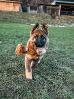 Caramell vom Röttler Schloss
German Shepherd Dog (short-haired)
3. Nov 2024