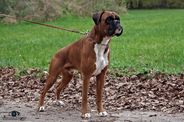 Mister-Loki vom Honigbach