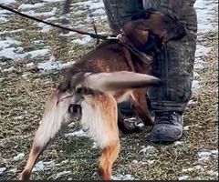 Kofola Extra Temperament
Belgian Shepherd (Malinois)
12. May 2023