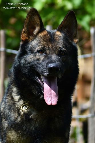 Bronco von Kamalu