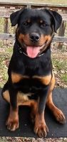 Amy von der kleinen Räubertochter
Rottweiler
3. Sep 2024
