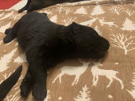 Arwen Hanicor
德國牧羊犬 (短毛)
18. 十二月 2024