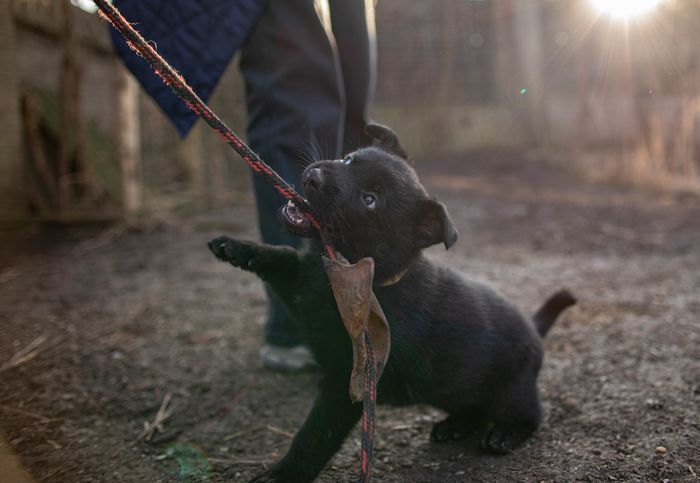 Appolonie Strážce palisad
German Shepherd (short-haired)
24. Jan 2025