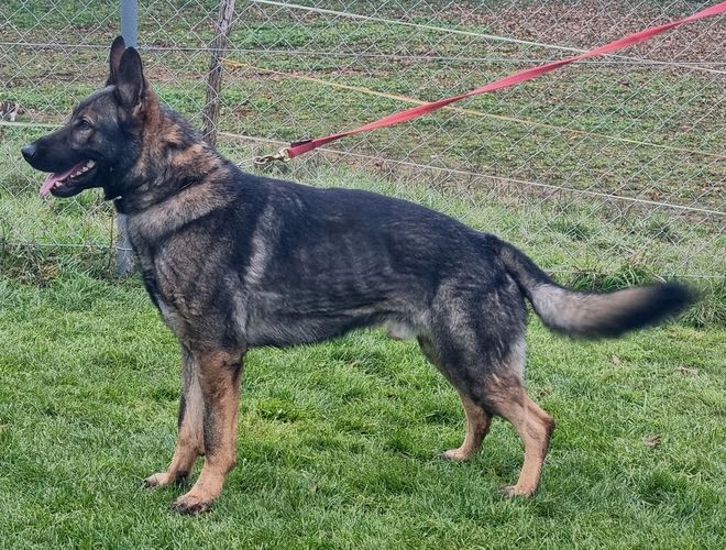 Viktor z Ďuricovho dvora
德國牧羊犬
29. 十一月 2021