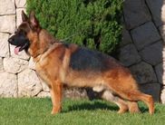 Jagger von der Alten Felsenberg