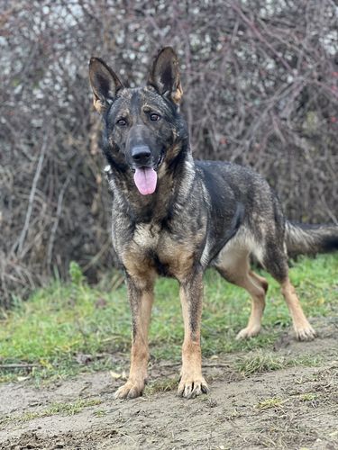 Bonnie spod Jastrabieho hniezda
Schäfer (korthåret)
26. Jan 2020