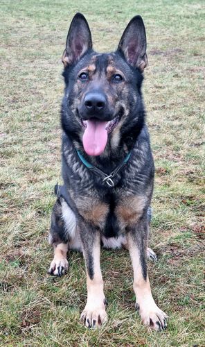 Mania Ynis Avalach
German Shepherd (short-haired)
26. Mar 2019
