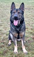 Mania Ynis Avalach
German Shepherd (short-haired)
26. Mar 2019