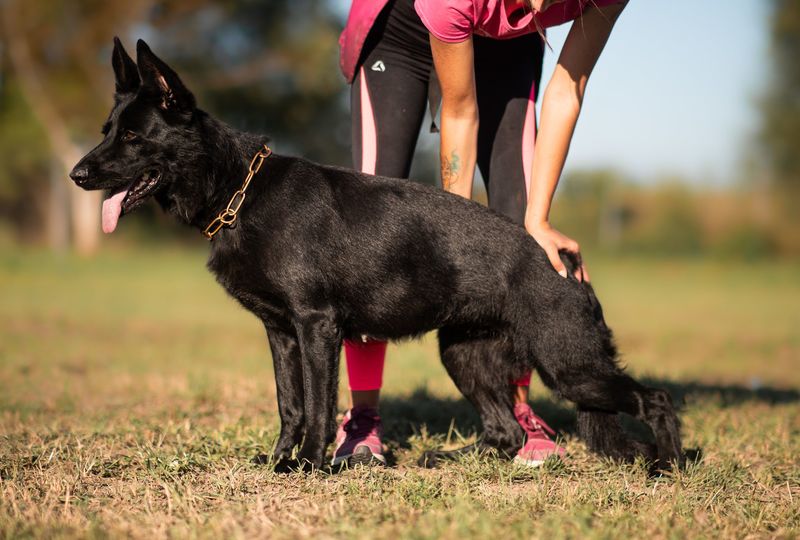 Omega z Eurosportu Hundeprofil Informationen und Daten