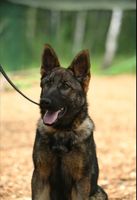 Valea vom Warnemünder Moorgeist
Schäfer (korthåret)
2. Jan 2024