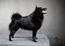 Malinoid Black Fuchur