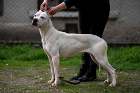 Polar Estrella Mary M.Style
Dogo Argentino
27. Jan 2024