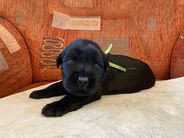 Litter C - 2 weeks old