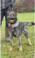 Eisak vom Bergmanns-Weg
German Shepherd (short-haired)
14. Mar 2024