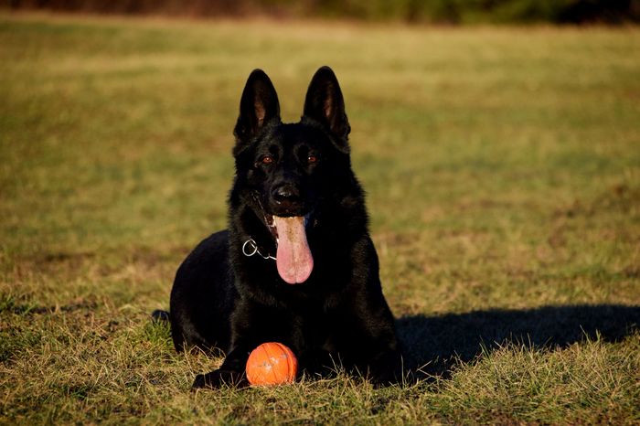 Gee Groow Dark Renagles
German Shepherd (short-haired)
7. Feb 2021