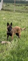 Dara of Braveheart Oradinum
Belgian Shepherd (Malinois)
7. Jul 2024