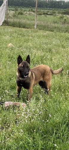 Dara of Braveheart Oradinum
Belgian Shepherd (Malinois)
7. Jul 2024