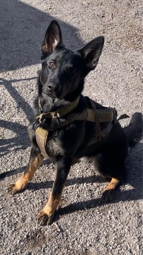Bjørnulvs Candy
Schæferhund (Stockhaar)
5. Jul 2024