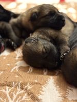 Amaya Hanicor
德國牧羊犬 (短毛)
17. 十二月 2024