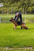 Yamira vom Krummenhäger See
German Shepherd (short-haired)
25. Feb 2020