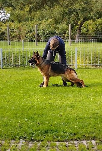 Yamira vom Krummenhäger See
German Shepherd (short-haired)
25. Feb 2020