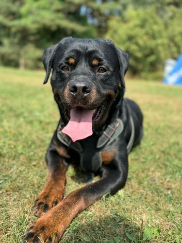 Dika Black Targaryen
Rottweiler
13. Jun 2021