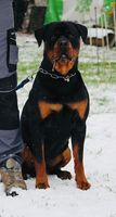 Falko vom Goligo
Rottweiler
15. Jun 2021