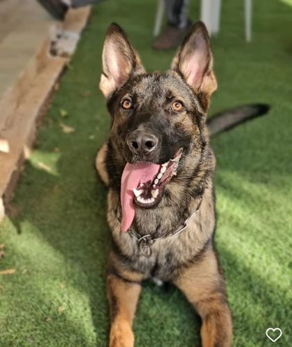Jack sparrow Team of Crazy Waters
German Shepherd (short-haired)
12. Oct 2023