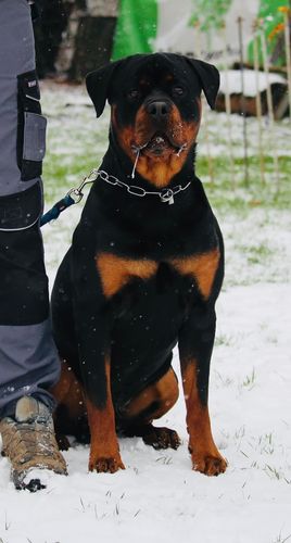 Falko vom Goligo
Rottweiler
15. Juni 2021