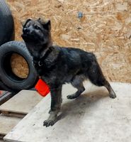 Voxa Repatus
German Shepherd (short-haired)
20. Sep 2024