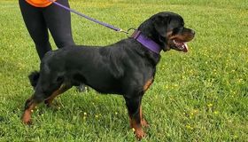 Exodus' Grand Slam
Rottweiler
10. Nov 2020