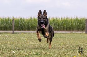 Freddy Givar
German Shepherd (short-haired)
13. Jul 2023