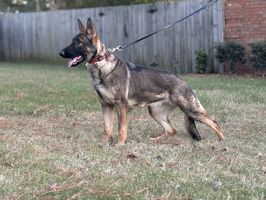 Dream vom Eiserner Krieger
German Shepherd (short-haired)
23. Feb 2024
