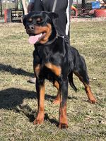Aldo von der Berghöhe
Rottweiler
28. Tammikuu 2024