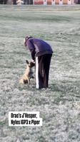 Drac's J'Vesper
比利時牧羊犬
1. 一月 2025