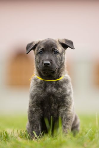 Benelli Luravion
Hollandsk Schæferhund (Korthåret)
25. Feb 2025