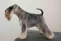 dog image background