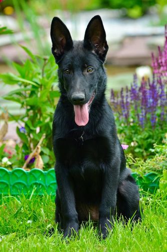 Nokrat Cypochka
German shepherd dog
16. feb 2025
