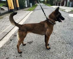 Kofola Extra Temperament
Belgianpaimenkoira (Malinois)
12. Tou 2023