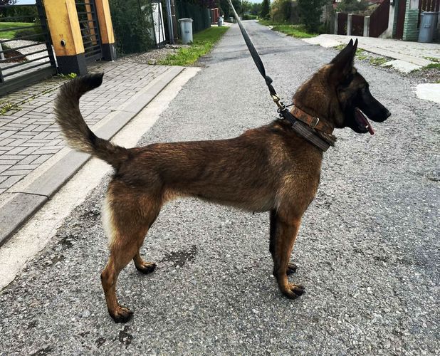 Kofola Extra Temperament
Belgianpaimenkoira (Malinois)
12. Tou 2023
