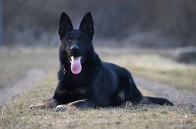 Largo Vamoz Bohemia
德國牧羊犬 (短毛)
20. 十月 2022