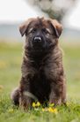 Litter V - 6 weeks Kid x Ewa